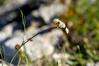 Oenanthe globulosa