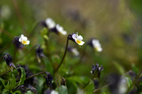 Akkerviooltje; Field Pansy; Viola arvensis