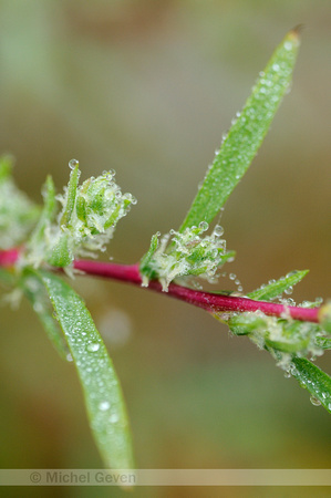 Studentenkruid; Burningbush;Bassia scoparia