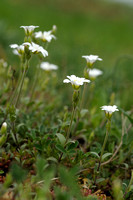 Akkerhoornbloem; Cerastium arvense;field chickweed