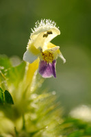 Dauwnetel; Large-flowered Hemp-nettle; Galeopsis speciosa;