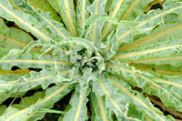 Vlokkige Toorts;Hoary Mullein;Verbascum pulverulentum