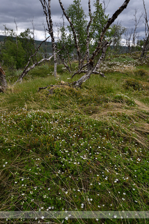Zevenster; Chickweed Wintergreen; Trientalis europaea