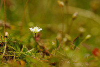 Priemvetmuur; Heath Pearlwort; Sagina subulata;