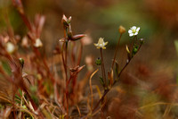 Priemvetmuur; Heath Pearlwort; Sagina subulata