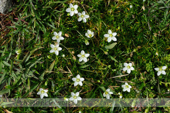 Priemvetmuur; Heath Pearlwort; Sagina subulata;