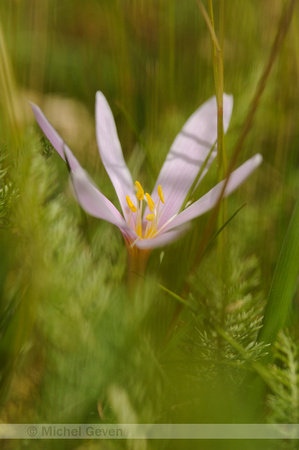 Herfsttijloos; Colchicum autumnale; Meadow saffron