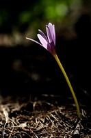 Herfsttijloos; Colchicum autumnale; Meadow saffron