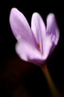 Herfsttijloos - Meadow saffron -  Colchicum autumnale
