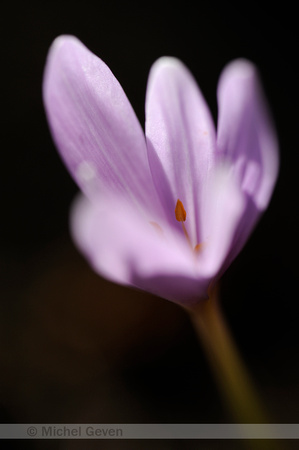 Herfsttijloos; Colchicum autumnale; Meadow saffron