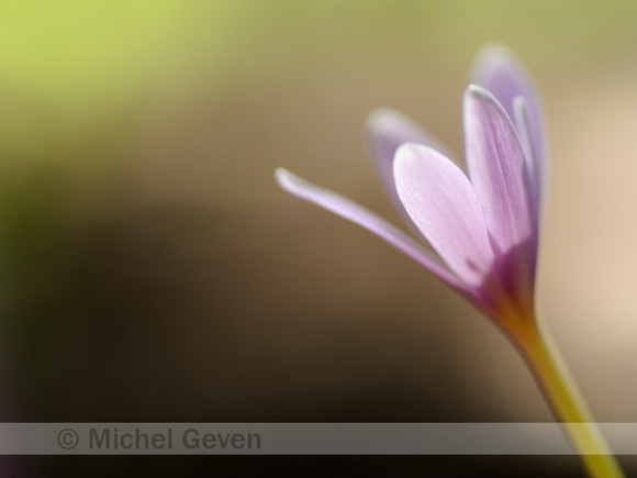 Herfsttijloos; Colchicum autumnale; Meadow saffron