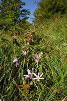 Herfsttijlloos; Meadow saffron; Colchicum autumnale