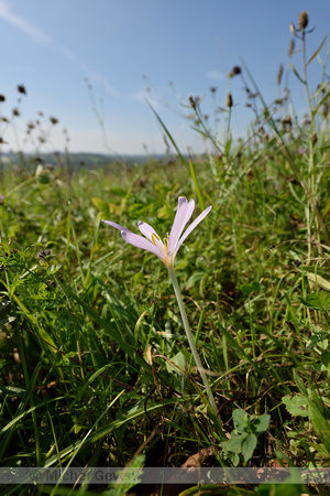 Herfsttijlloos; Meadow saffron; Colchicum autumnale