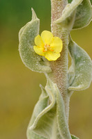 Vlokkige Toorts; Hoary Mullein; Verbascum pulverulentum;
