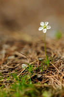 Priemvetmuur; Heath Pearlwort; Sagina subulata;