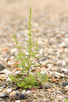 Druifkruid; Jerusalem oak goosefoot; Chenopodium botrys