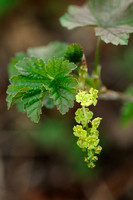 Aalbes; Red currant; Ribes rubrum;
