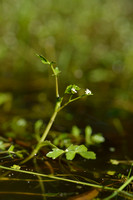 Ondergedoken moerasscherm; Lesser Marshwort; Apium inundatum