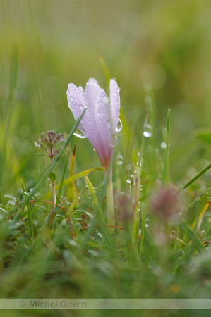 Herfsttijloos; Colchicum autumnale; Meadow saffron
