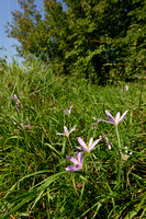 Herfsttijlloos; Meadow saffron; Colchicum autumnale