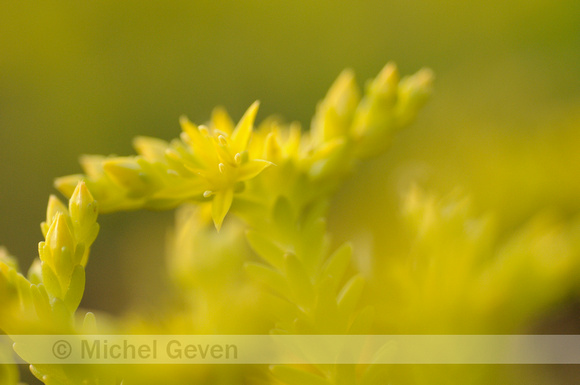 Zacht Vetkruid; Tasteless Stonecrop;Sedum sexangulare