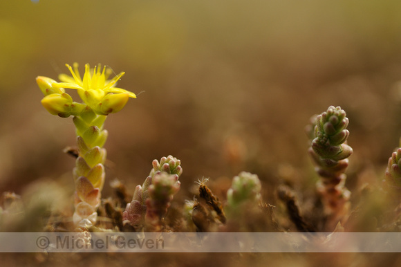 Zacht Vetkruid; Tasteless Stonecrop; Sedum sexangulare