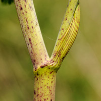 Gevlekte Scheerling; Hemlock; Conium maculatum;