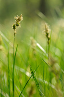 Valse Zandzegge; Carex reichenbachii;