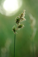 Valse Zandzegge - Carex reichenbachii