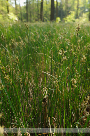 Valse Zandzegge; Carex reichenbachii;