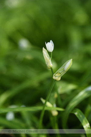 Armbloemige look; Few-flowered Garlic; Allium paradoxum