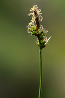 Pilzegge; Pil Sedge; Carex pilulifera;