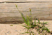 Pilzegge; Pil Sedge; Carex pilulifera;