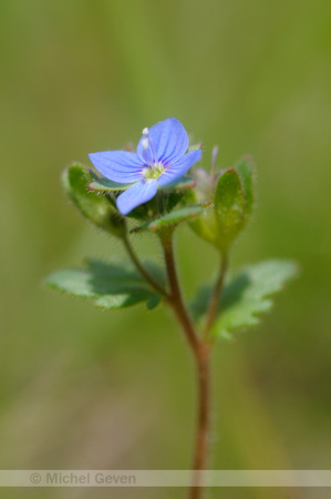 Vroege Ereprijs; Breckland Speedwell; Veronica praecox