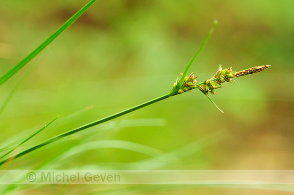 Pilzegge; Pil Sedge; Carex pilulifera;