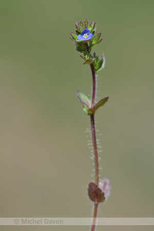 Vroege ereprijs; Breckland Speedwell; Veronica praecox