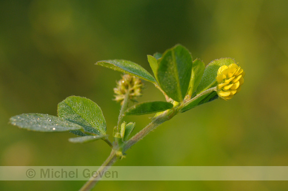 Kleine Klaver; Trifolium dubium; Lesser trefoil