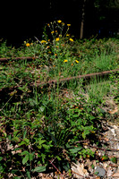 Bochtig Havikskruid - Hieacium maculatum - Spotted Hawkweed