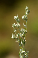 Akkerviltkruid - Field Cudweed - Filago arvensis