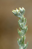 Akkerviltkruid; Field Cudweed; Filago arvensis