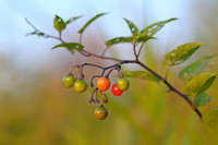 Bitterzoet - bittersweet -  Solanum dulcamara