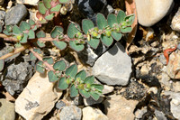 Geribde wolfsmelk - Euphorbia prostrata