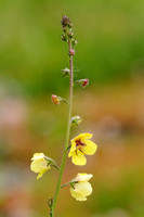 Mottenkruid; Verbascum blattaria; Moth Mullein