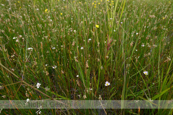 Stijve Moerasweegbree; Lesser Water-plantain; Baldellia ranuncul