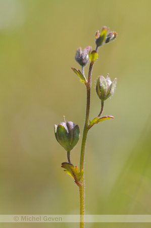 Vroege Ereprijs; Breckland Speedwell; Veronica praecox