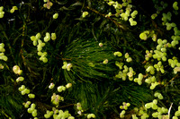 Grof Hoornblad; Rigid hornwort; Ceratophyllum demersum;