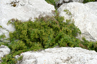 Vreemde Rubia; Wild Madder; Rubia peregrina subsp. longifolia