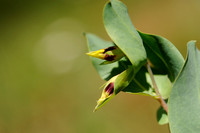 Geel Wasbloempje; Lesser Honeywort; Cerinthe minor