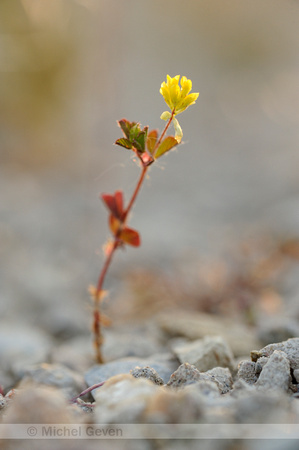 Kleine Klaver; Lesser trefoil; Trifolium dubium