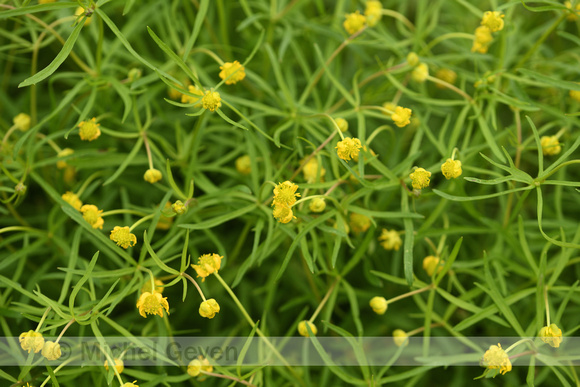 Gulden Boterbloem; Goldilocks buttercup; Ranunculus aurcomus